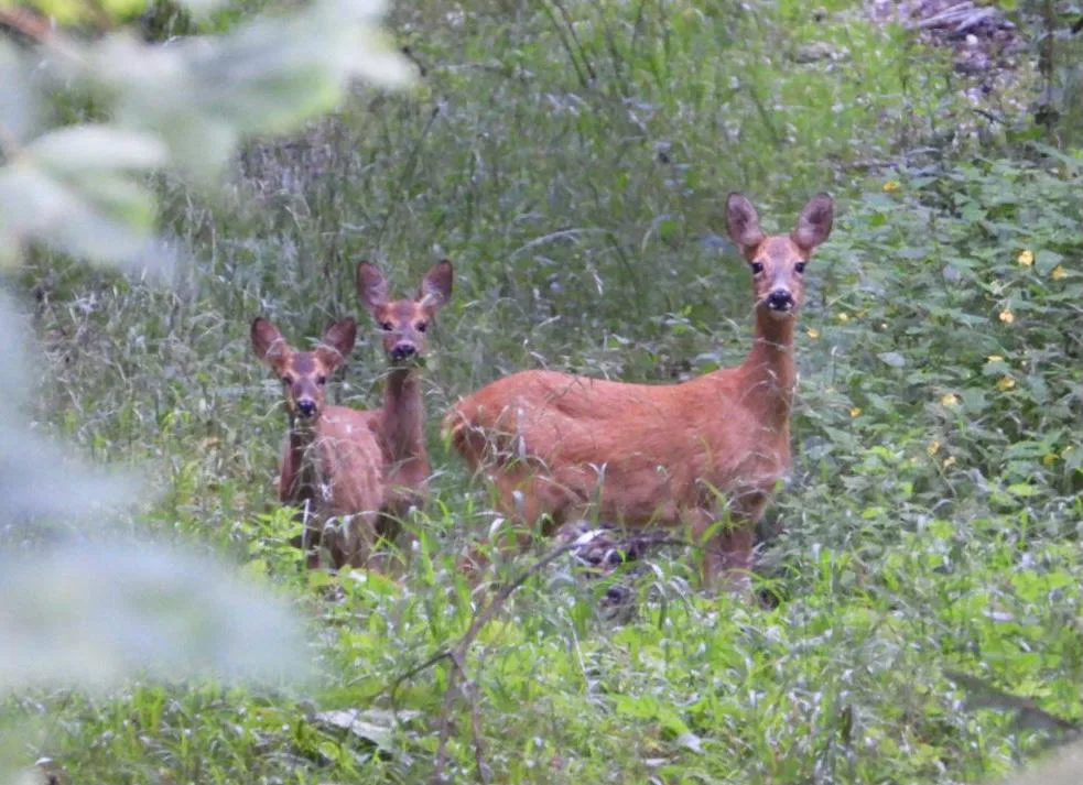 Man sieht eine Gruppe von Rehen im Wald.